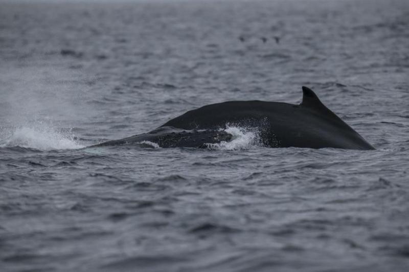 Balena din Franța: Mamiferul blocat în râul Sena va primi o doză de vitamine